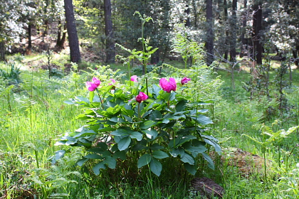 Paeonia mascula / Peonia maschio